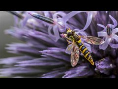 John Roberts-Hover Fly-Very Highly Commended.jpg